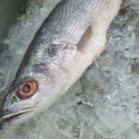 pescada maria kg