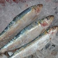 Sardinha kg