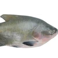 Tambaqui kg
