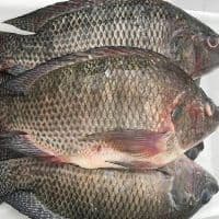 tilapia kg