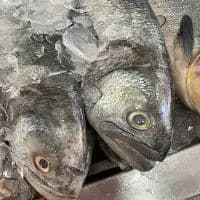 anchova kg