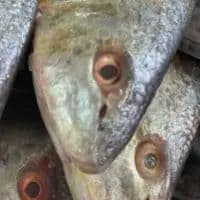 corvina kg